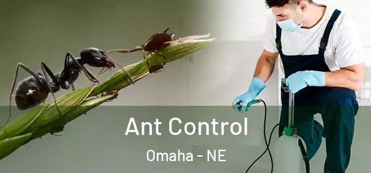 Ant Control Omaha - NE