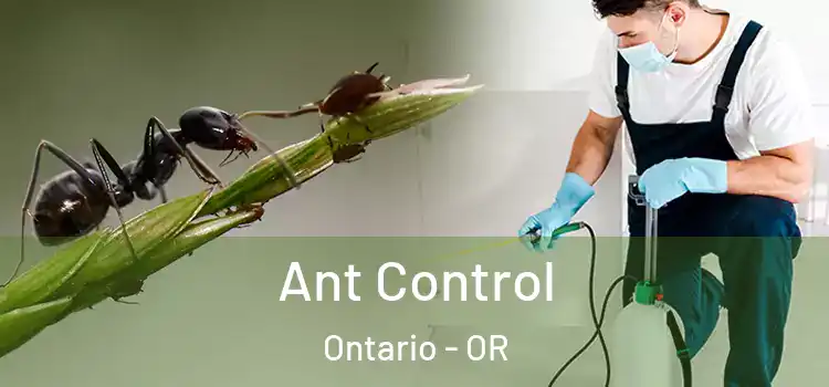  Ant Control Ontario - OR