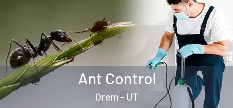  Ant Control Orem - UT