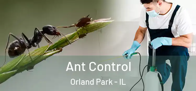 Ant Control Orland Park - IL