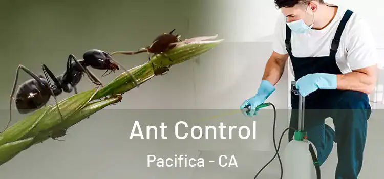  Ant Control Pacifica - CA
