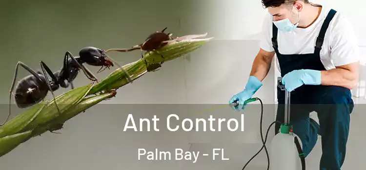  Ant Control Palm Bay - FL