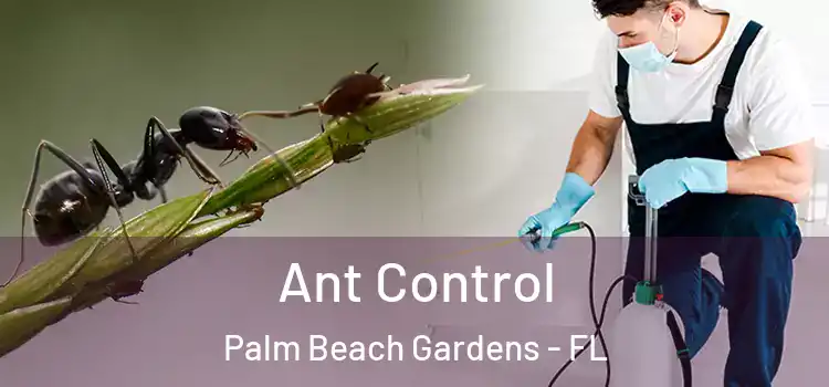  Ant Control Palm Beach Gardens - FL