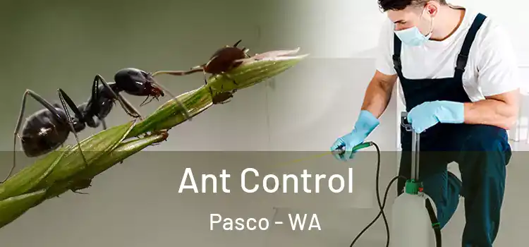  Ant Control Pasco - WA