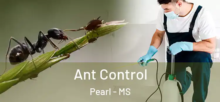 Ant Control Pearl - MS
