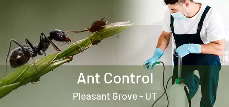 Ant Control Pleasant Grove - UT