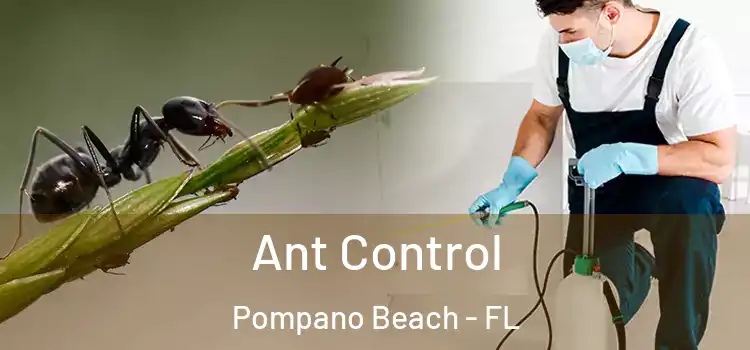 Ant Control Pompano Beach - FL