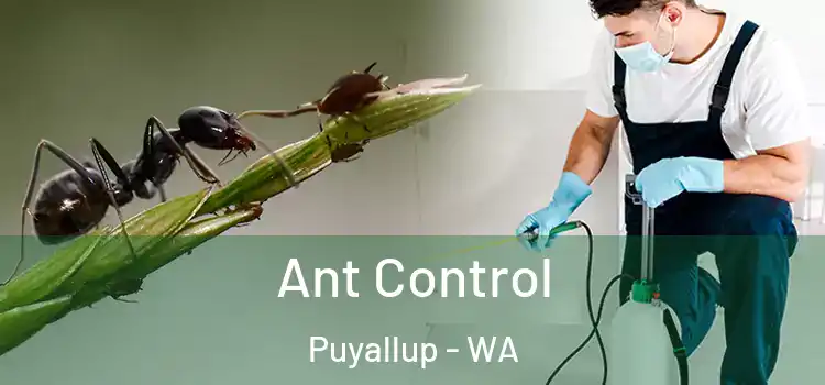  Ant Control Puyallup - WA