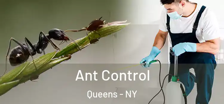  Ant Control Queens - NY