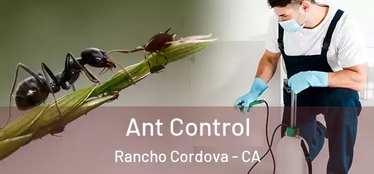  Ant Control Rancho Cordova - CA
