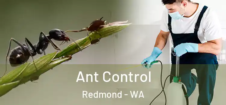  Ant Control Redmond - WA