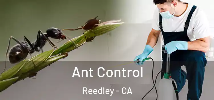  Ant Control Reedley - CA