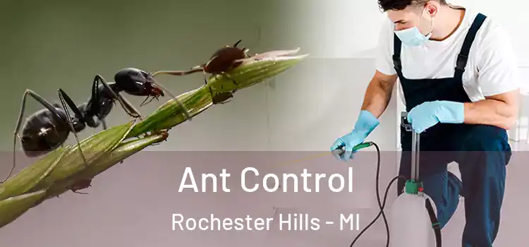 Ant Control Rochester Hills - MI