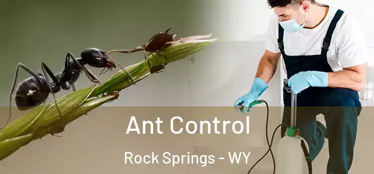 Ant Control Rock Springs - WY