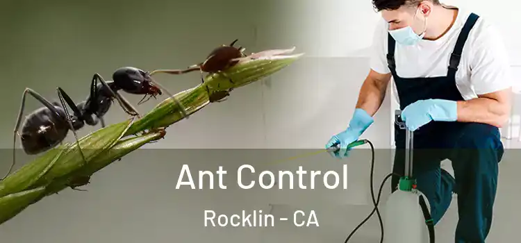 Ant Control Rocklin - CA