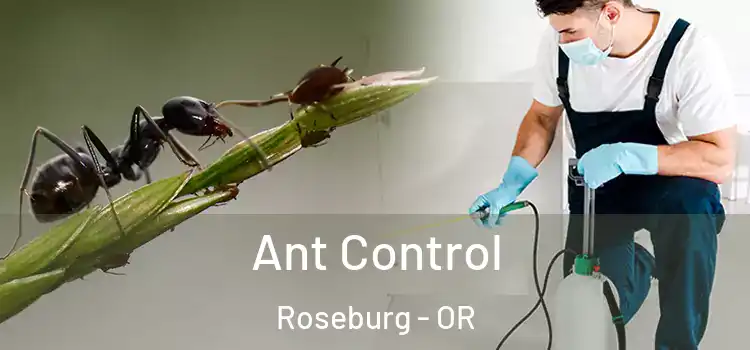  Ant Control Roseburg - OR