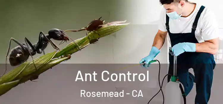  Ant Control Rosemead - CA