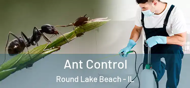 Ant Control Round Lake Beach - IL