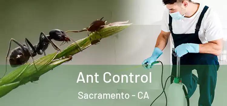  Ant Control Sacramento - CA