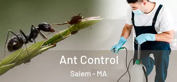  Ant Control Salem - MA