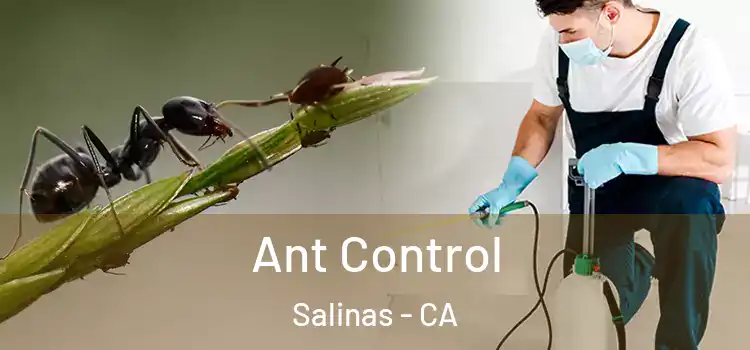 Ant Control Salinas - CA