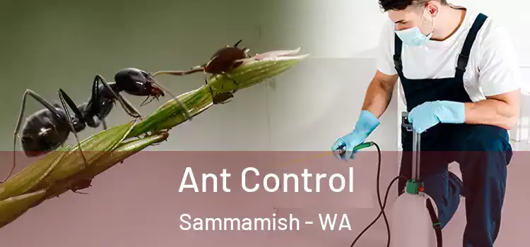  Ant Control Sammamish - WA