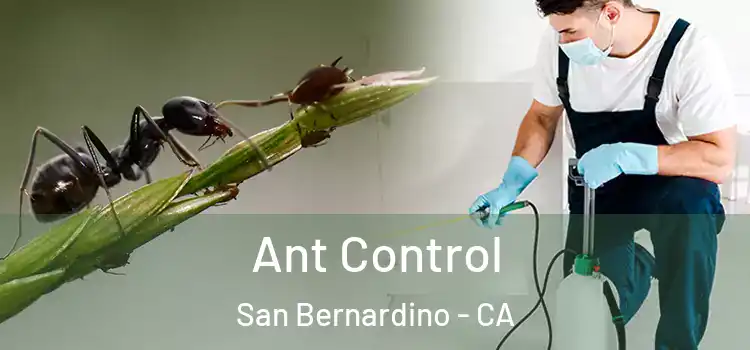  Ant Control San Bernardino - CA