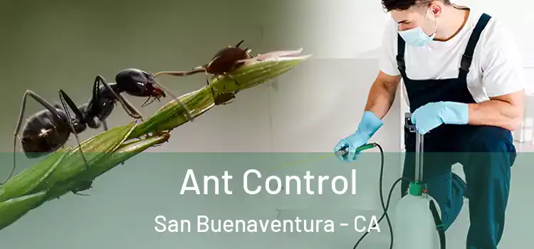  Ant Control San Buenaventura - CA