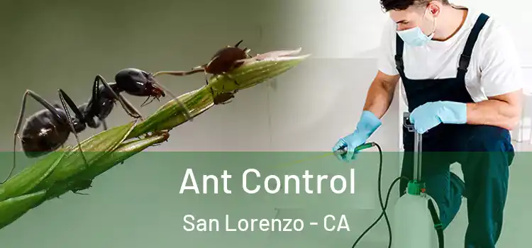 Ant Control San Lorenzo - CA