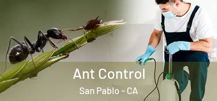  Ant Control San Pablo - CA