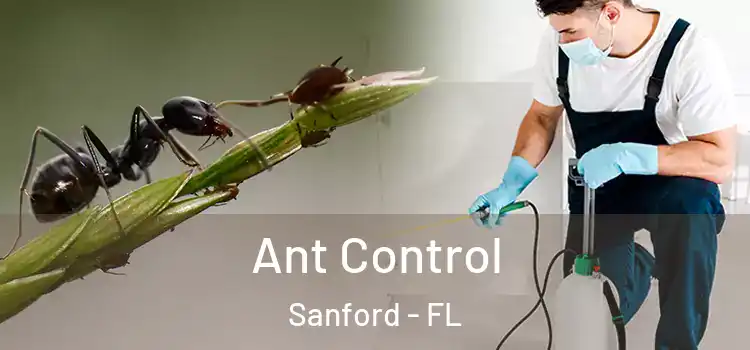  Ant Control Sanford - FL
