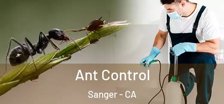  Ant Control Sanger - CA