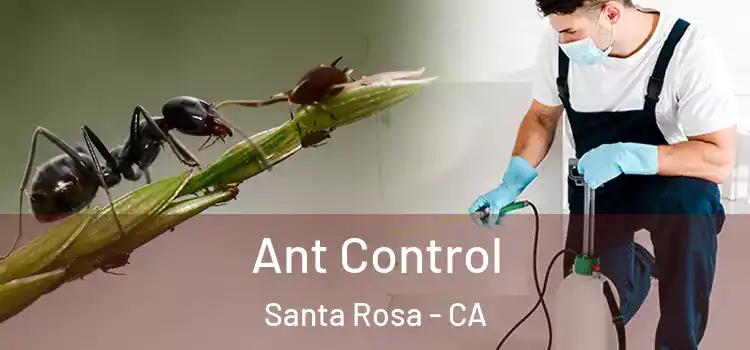  Ant Control Santa Rosa - CA