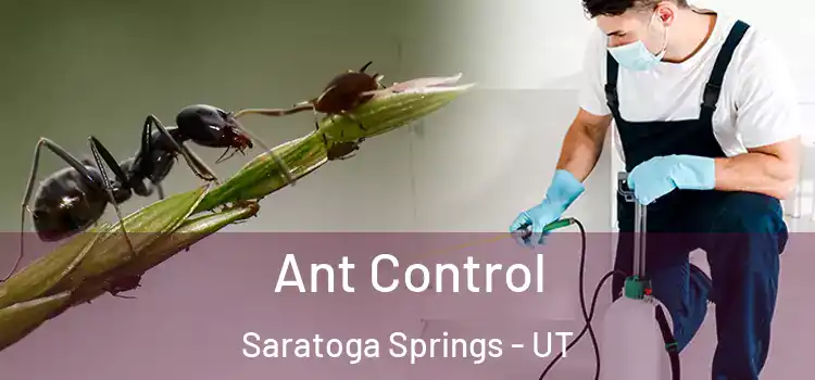  Ant Control Saratoga Springs - UT