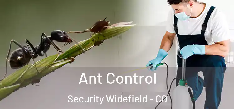  Ant Control Security Widefield - CO
