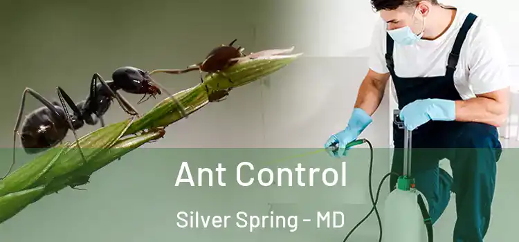  Ant Control Silver Spring - MD