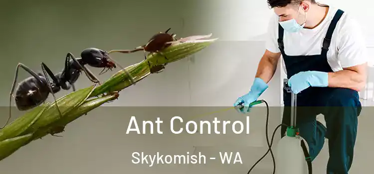  Ant Control Skykomish - WA