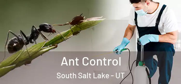  Ant Control South Salt Lake - UT