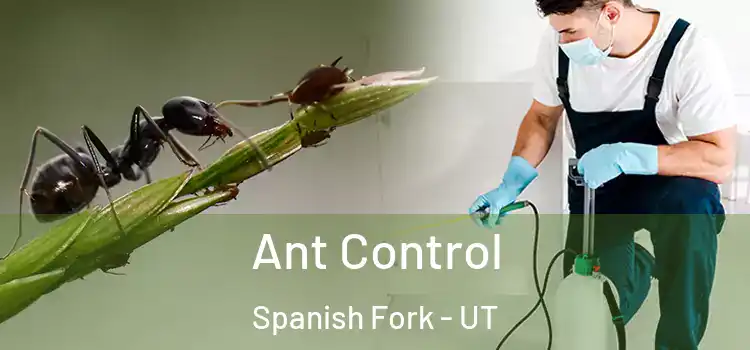  Ant Control Spanish Fork - UT