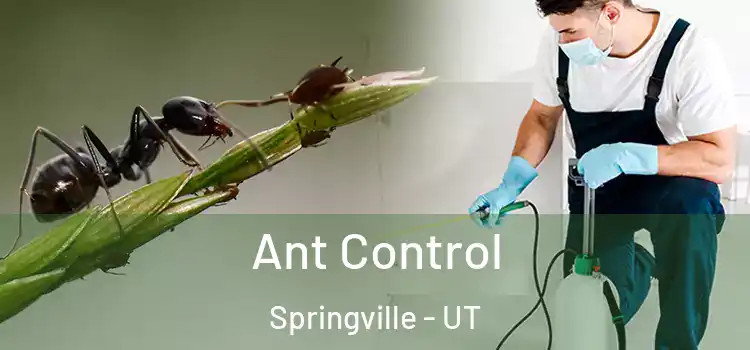  Ant Control Springville - UT
