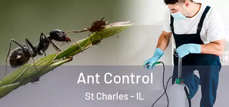  Ant Control St Charles - IL