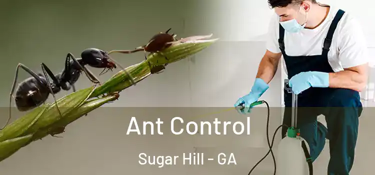 Ant Control Sugar Hill - GA