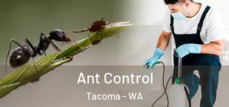  Ant Control Tacoma - WA