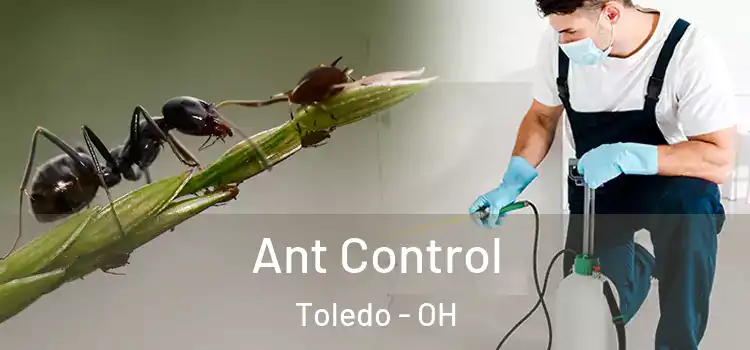  Ant Control Toledo - OH