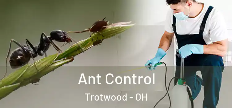  Ant Control Trotwood - OH