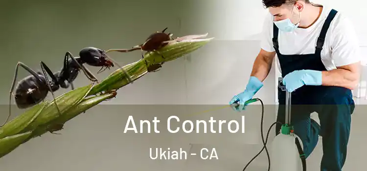 Ant Control Ukiah - CA