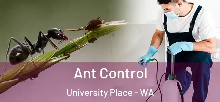  Ant Control University Place - WA