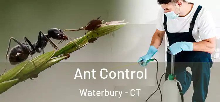  Ant Control Waterbury - CT