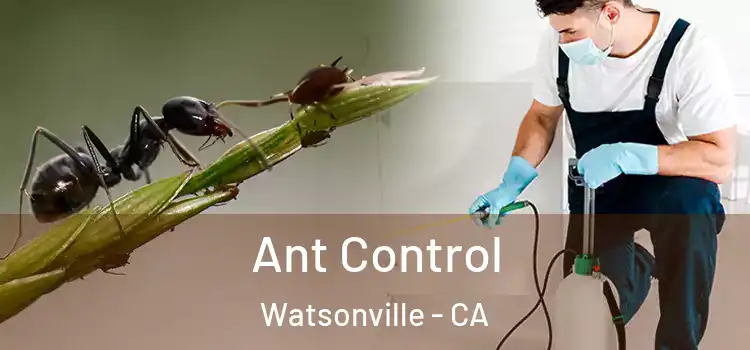  Ant Control Watsonville - CA