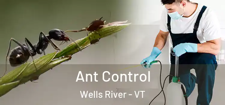  Ant Control Wells River - VT